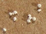 Foraminifera